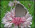 5-15butterfly9.jpg