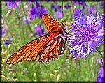 5-16butterfly5p.jpg