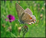 5-16butterfly6p.jpg
