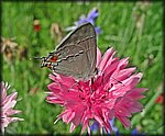 5-16butterfly7p.jpg