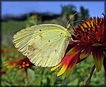 5-17Yellow_Butterfly.jpg