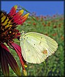 5-17yellow_butterfly2.jpg
