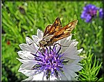 5-2small_butterfly.jpg