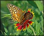 5-4butterfly3.jpg