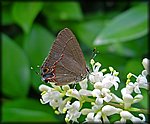 5-5small_butterfly.jpg