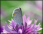 5-8butterfly on pink.jpg