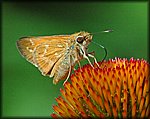 6-18 butterfly on orange.jpg