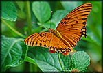 DSC_0746.jpg