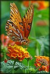 DSC_0770.jpg