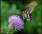 DSC_0807.jpg