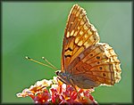 DSC_1321.jpg