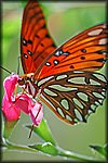 DSC_1325.jpg