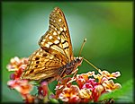 DSC_1331.jpg