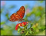 DSC_1976.jpg