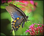 DSC_1999_rev.jpg