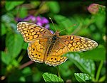 DSC_2050.jpg