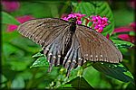 DSC_2061.jpg