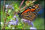DSC_2147.jpg