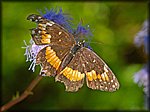 DSC_2191.jpg
