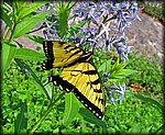 IMGP2670_rev.jpg