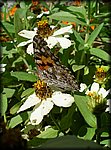 Orange_butterfly_on_white.jpg