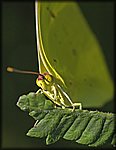 Yellow_Butterfly_Closeup1.jpg
