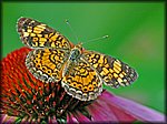 orange_butterfly.jpg