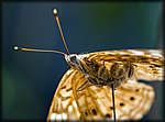 under_butterfly.jpg