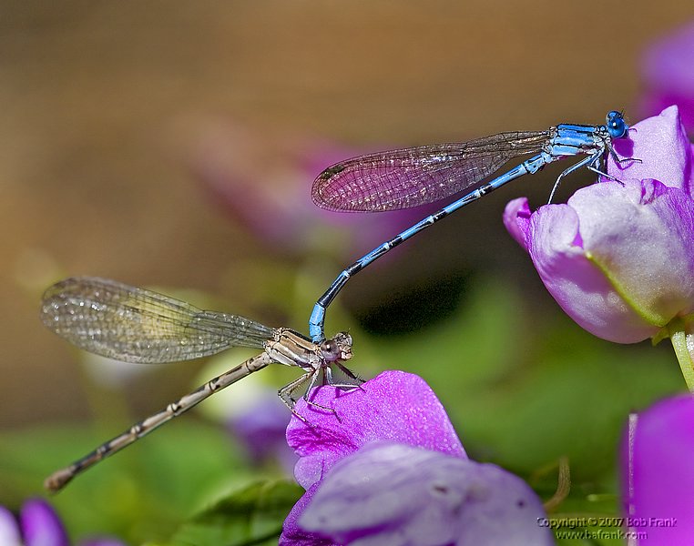2_damselflies.jpg