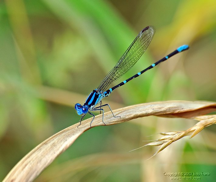 6-4-04_blur damselfly.jpg