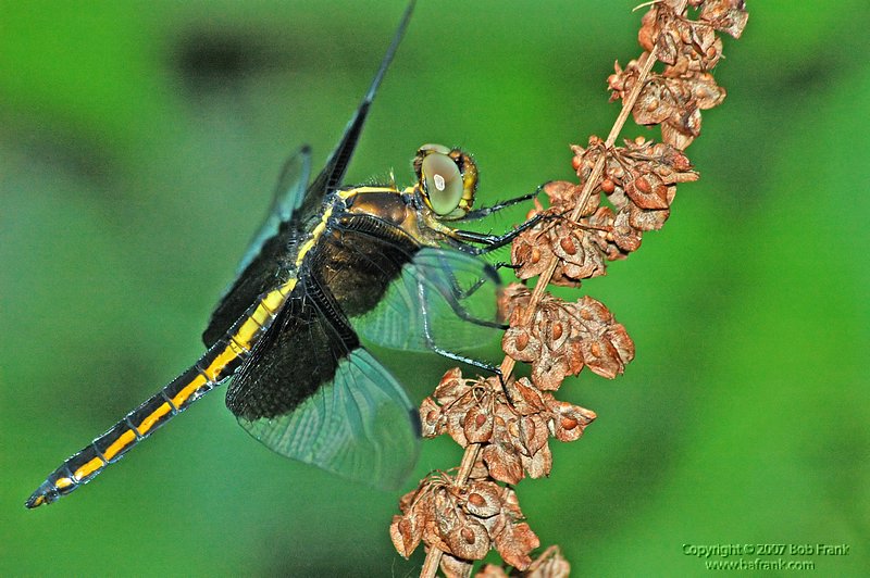 6-4-04_yellowdragonfly2.jpg