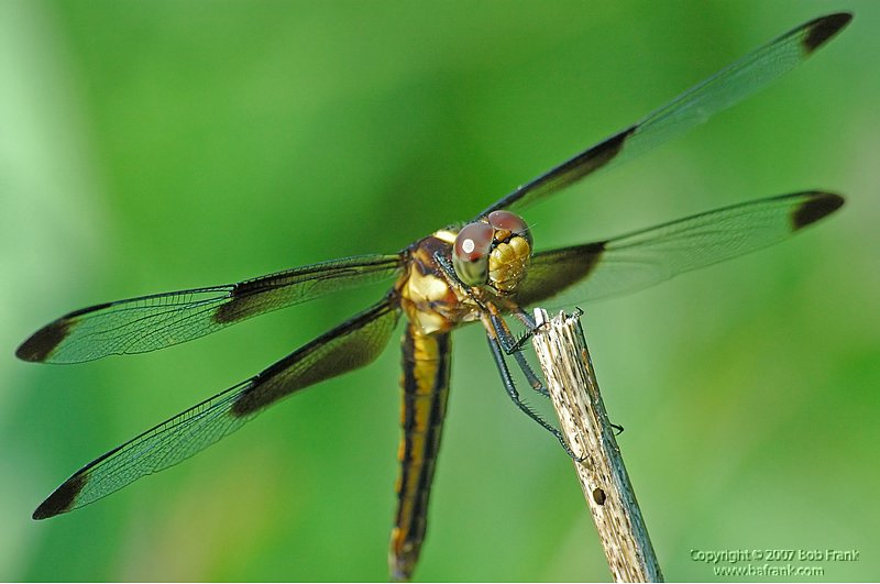 DSC_0277_rev2.jpg