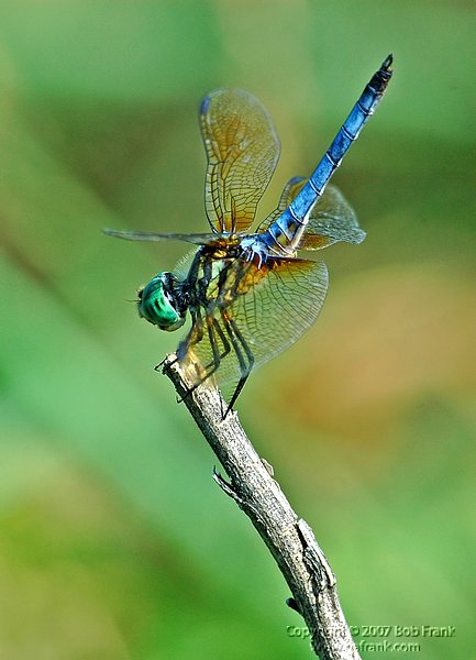 DSC_0610.jpg