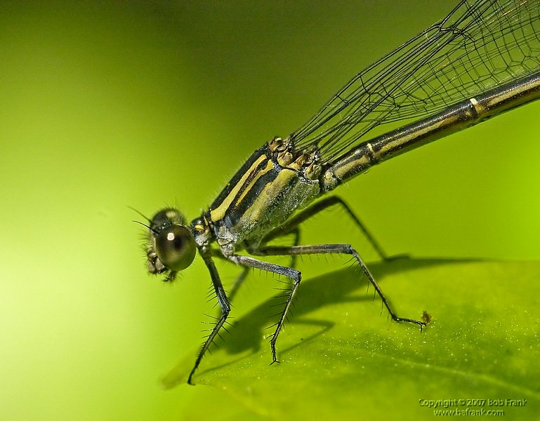 Damsel_Closeup1.jpg