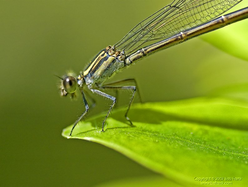 Damsel_Closeup2.jpg