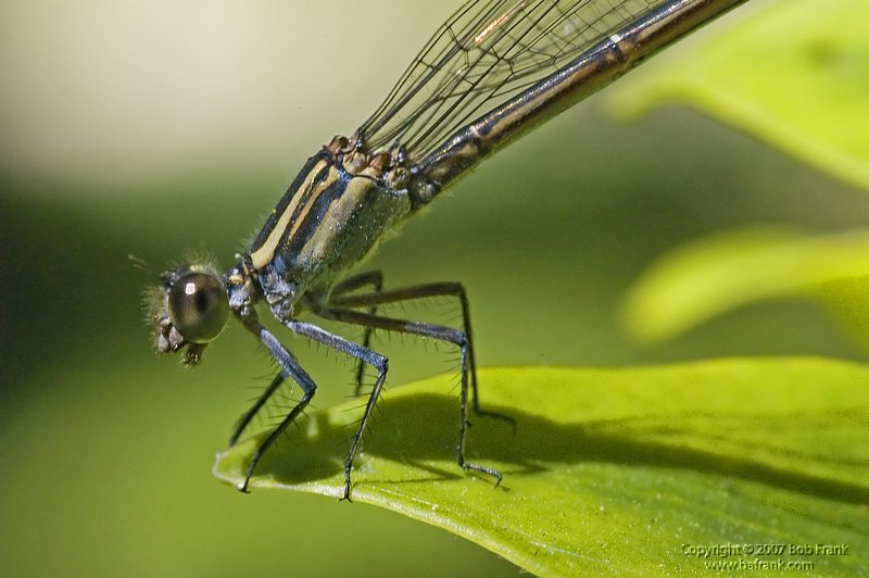 Damsel_Closeup3.jpg