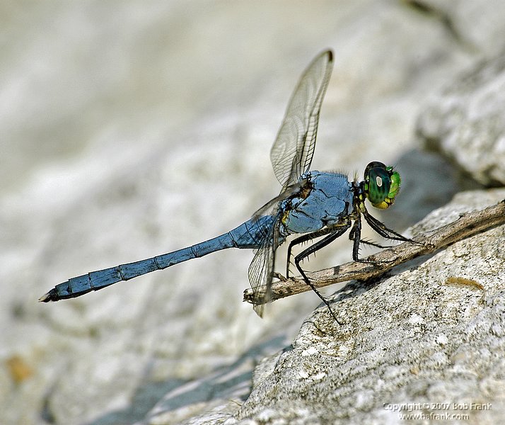 blue_dragon_fly2_rev.jpg
