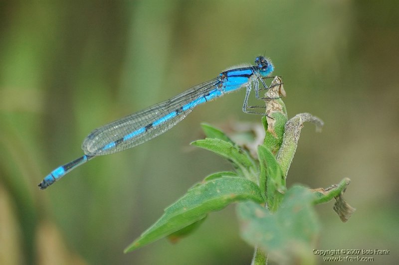 blue_fly1_filtered.jpg