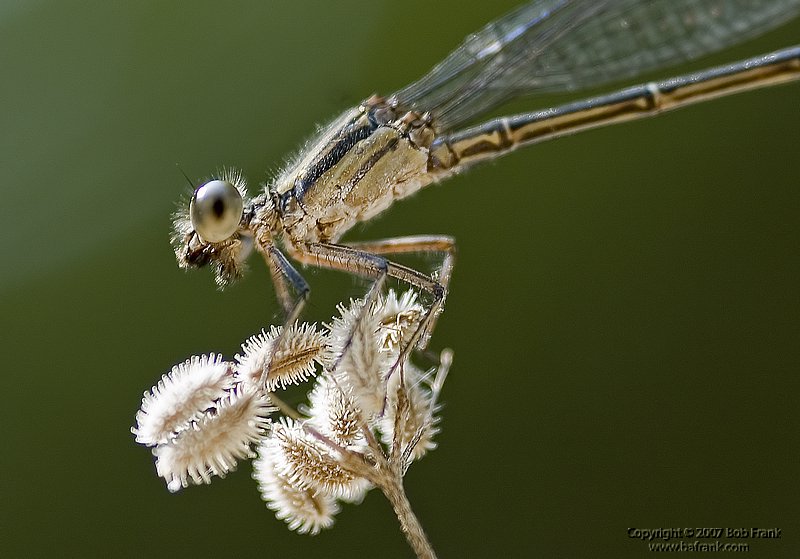 damsel2.jpg