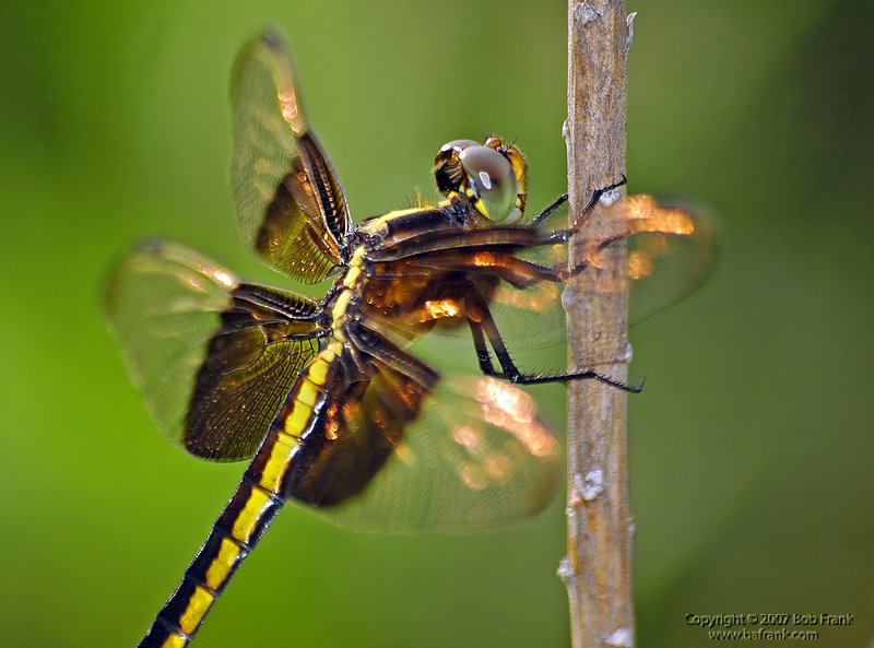 dragon fly6.jpg