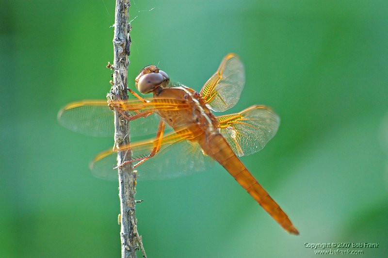 orange_Dragon_Fly2_filtered.jpg