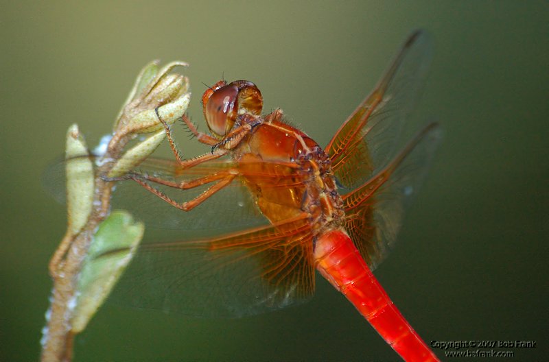 red dragonfly_filtered.jpg