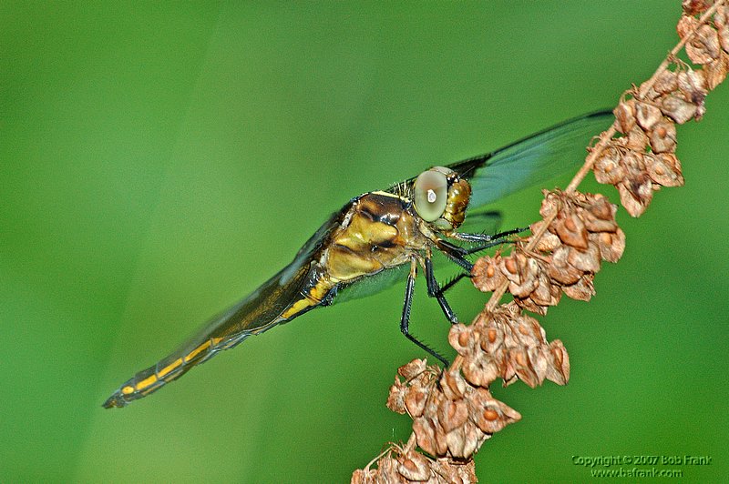 yellow dragonfly.jpg
