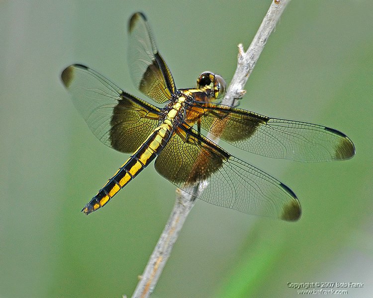 yellow_Dragon_Fly_filtered.jpg