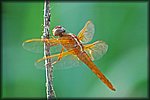 orange_Dragon_Fly2_filtered.jpg