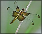 yellow_Dragon_Fly_filtered.jpg