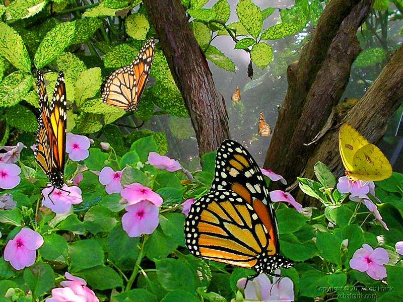 Butterfly_comp5a.jpg