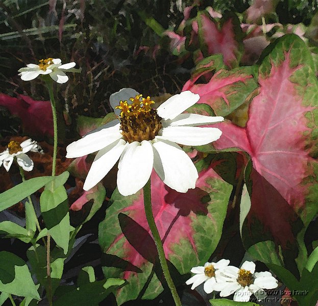 white_flower_water_color.jpg