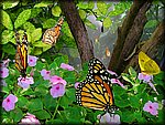Butterfly_comp5a.jpg