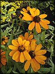 orange_flowers_watercolor.jpg